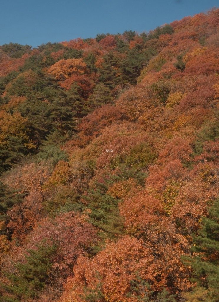 대구 단풍 명소 팔공산 케이블카