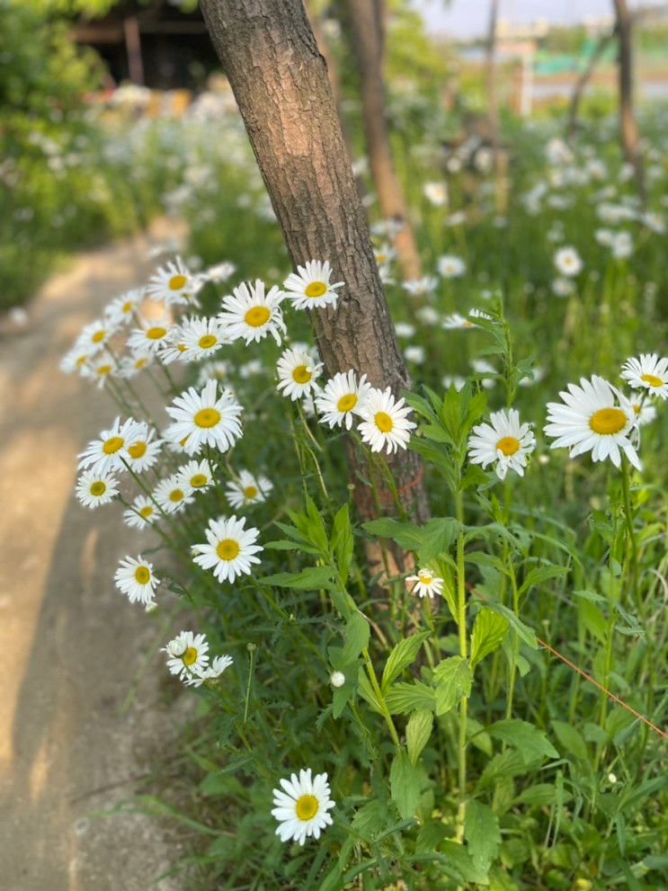 아이랑갈만한곳 샤스타데이지맛집 키즈플라워클래스 모네정원 🌼🌼