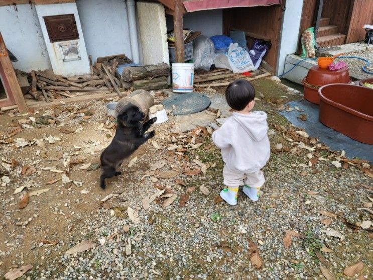 증조할머니집/엉아들 졸졸 따라다니느라 바쁜 쭌/분덕스 카페