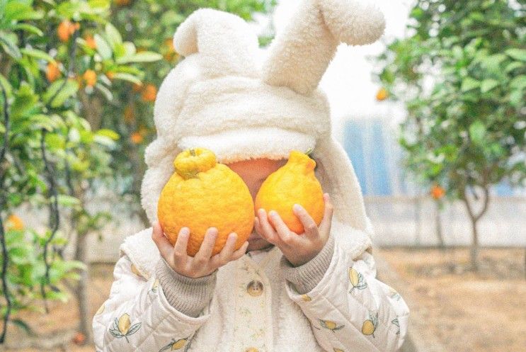 서울근교 경기도 귤따기 한라봉따기체험 추천 6곳