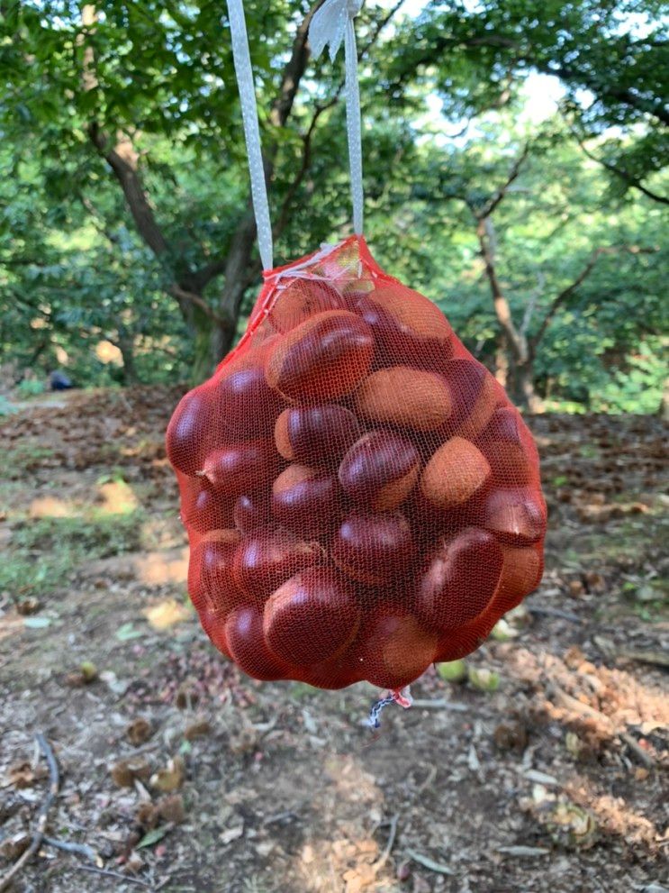 용인 아이들과 가볼만한곳 밤따기체험 서전농원 밤농장