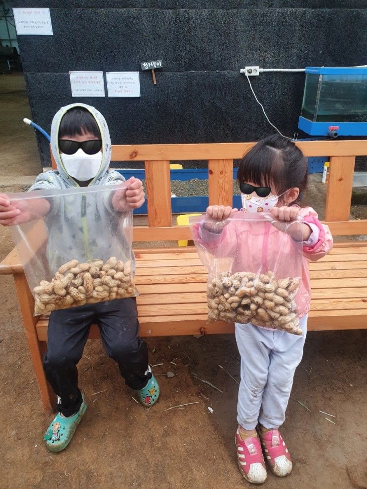시흥 아이와 가볼만한 곳 온동물체험농장에서 땅콩캐기체험
