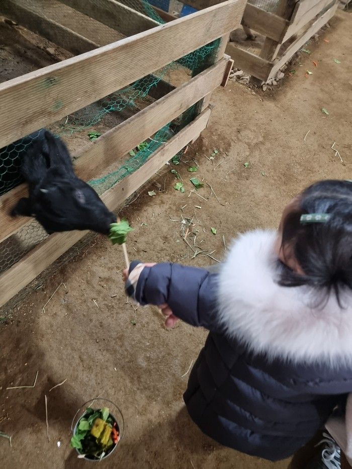 시흥 아기랑 갈만한곳 / 온동물체험농장 / 동물먹이주기