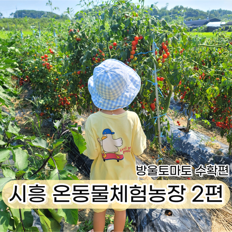 시흥 온동물체험농장 2편 수확 체험 방울토마토 따기