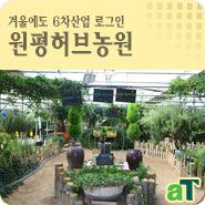 겨울에도 6차산업 로그인, 원평허브농원