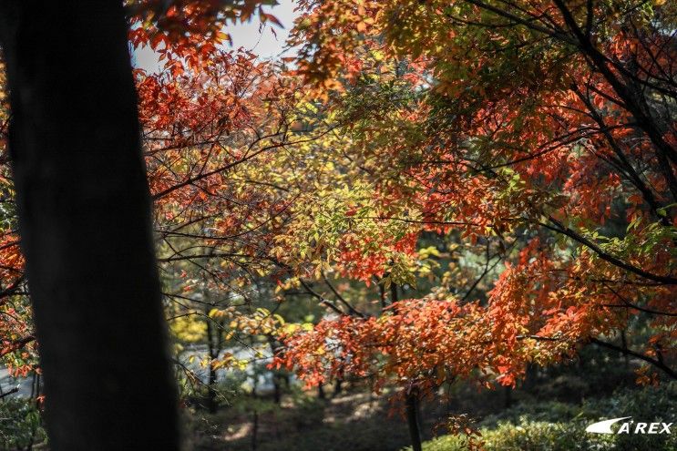 [서울 단풍 명소] 남산 야외식물원에서 즐기는 가을 풍경