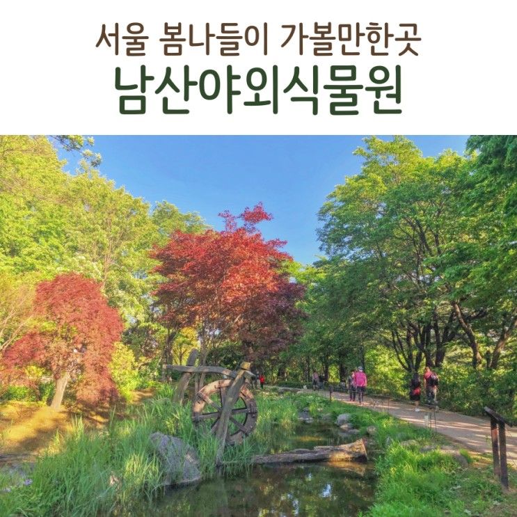남산야외식물원 서울 봄나들이 갈만한곳