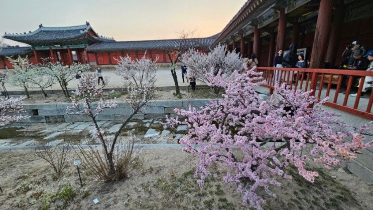 서울 봄나들이 2일차-길상사, 심우장,수연산방, 창경궁의 봄꽃