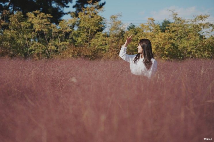 태안 가볼만한곳 청산수목원 팜파스 / 파도리해수욕장 해식동굴