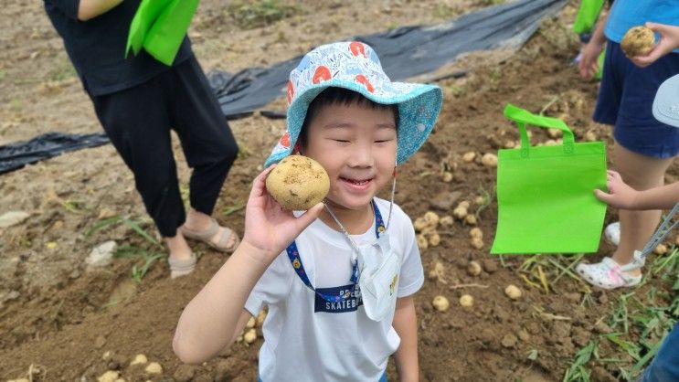 6m4w :: 안성 미리내마을 농촌체험 감자 캐기/ 두부 만들기