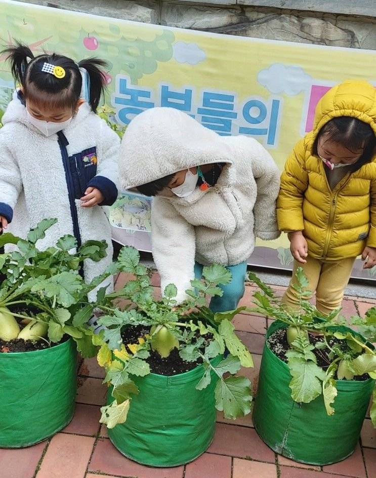 오산시 궐동 우남아파트 관리동 우남꿈터어린이집 꼬마농부들의 텃밭놀이터~~~무와 배추 수확을 소개해드립니다^^