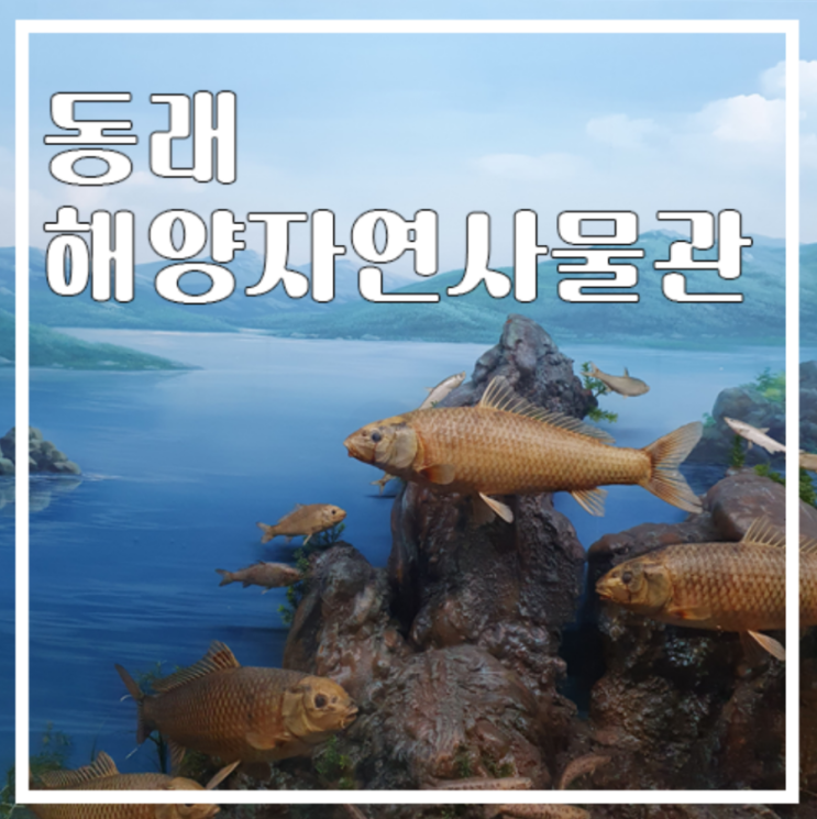 부산해양자연사박물관 / 독도 기획전시 / 아이와 가볼만한 곳