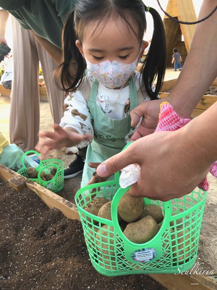 수원 아이랑 가볼만한 곳 : 포시즌힐링팜 에서 농장체험 해보기