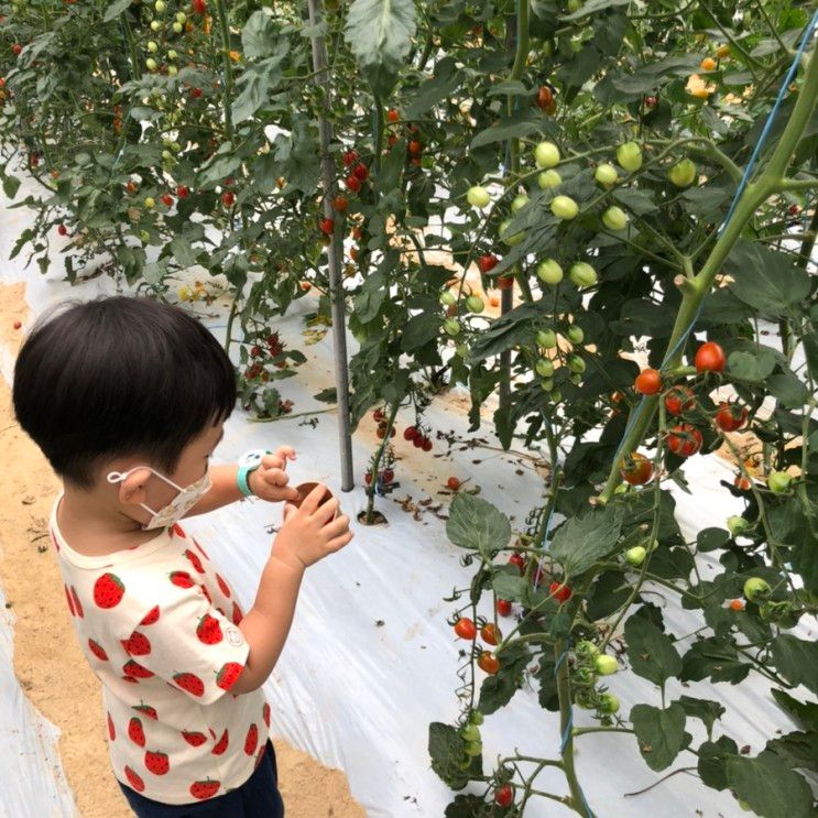 수원 아이와 가볼만한 곳 농장체험 포시즌힐링팜