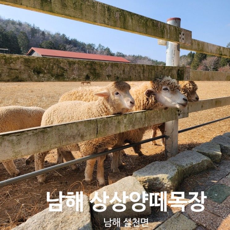 남해 상상양떼목장 편백숲 체험 아이들과가볼만한곳...