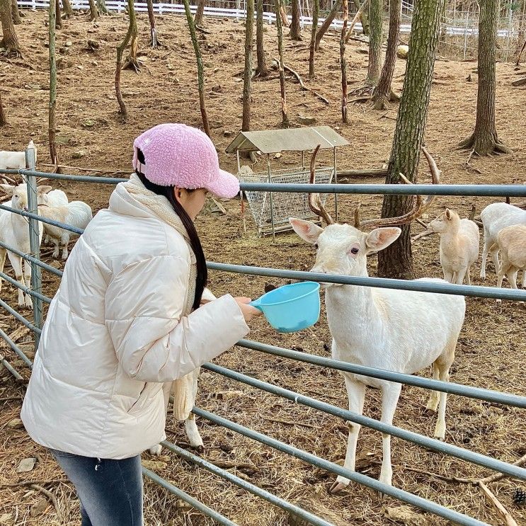 [남해 상상 양떼목장 편백숲] 백사슴도 있는 초대형 목장 주차...