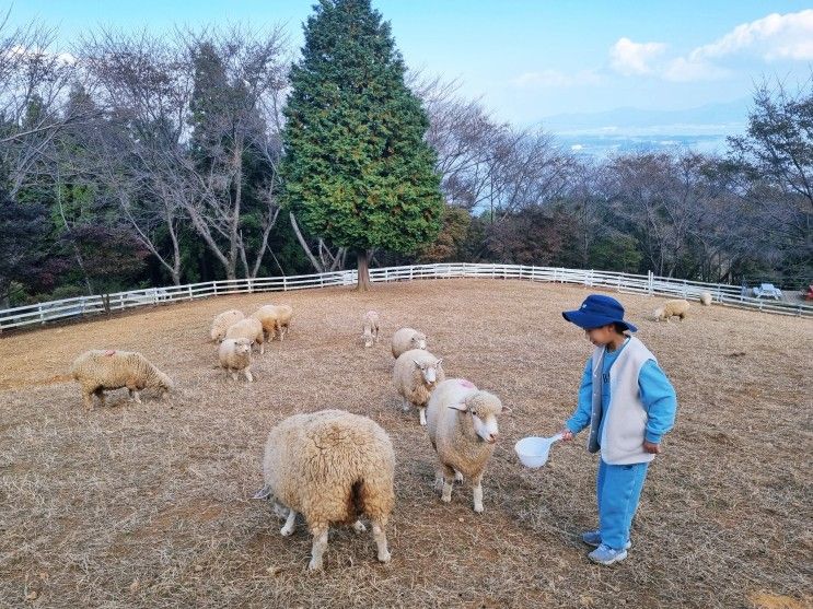 남해 상상양떼목장 편백숲 남해 아이와 가볼만한곳