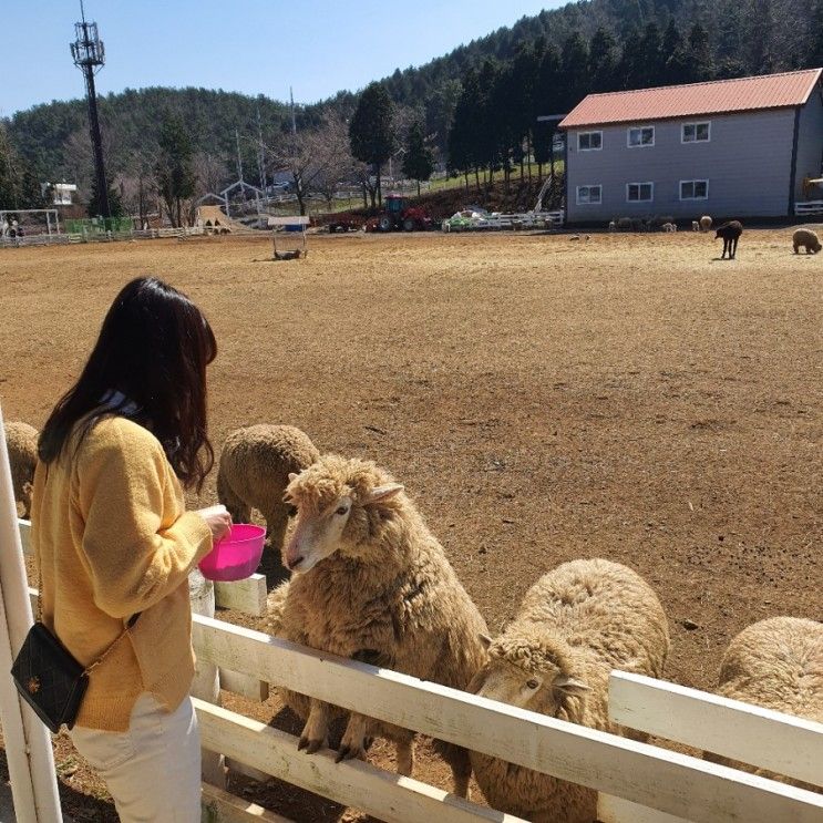 남해 봄여행 / 남해 가볼만한곳, 상상양떼목장 편백숲