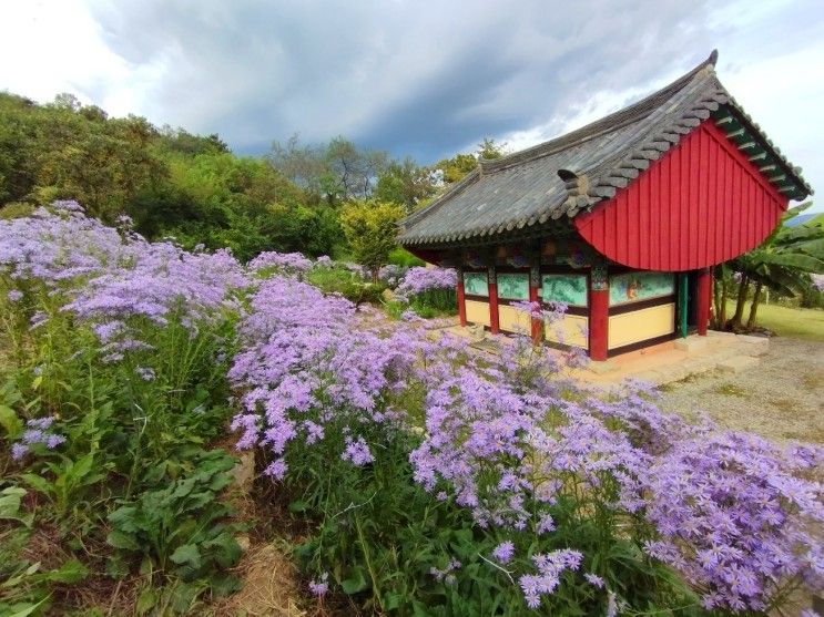 추석연휴 문경 가볼만한 곳-문경 봉천사 개미취 축제