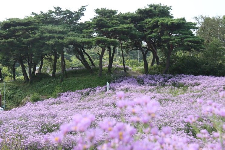 문경 가볼만한곳/문경 봉천사 개미취꽃