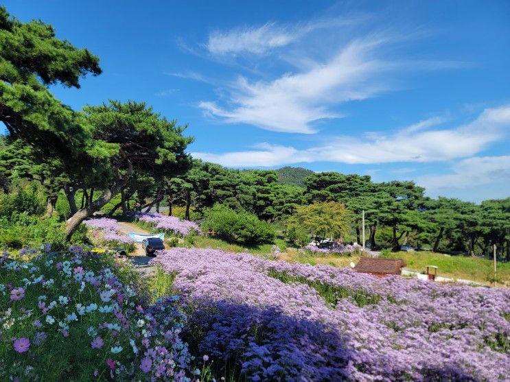 문경일상 : 봉천사 개미취 꽃밭 구경간날.