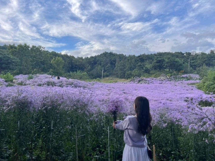 경북 문경 가볼 만한 곳 :: 봉천사 개미취 축제 (9. 23. 방문)