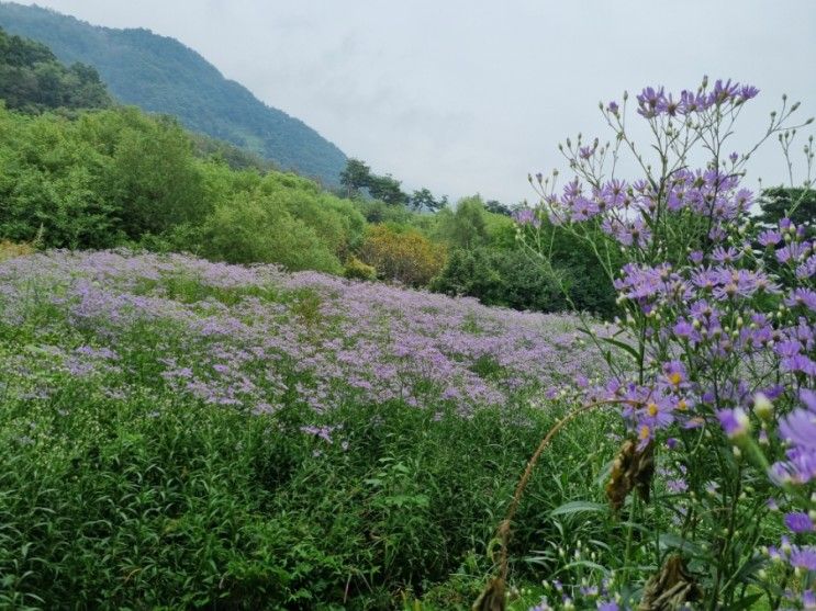 9/13 문경 봉천사 개미취 축제, 조령산 휴양림