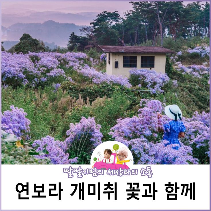 문경 봉천사 사진여행, 연보라 개미취 꽃과 함께