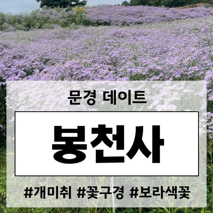 [문경 봉천사] ★2023.09.16 방문★ 경북 문경 핫플 / 개미취꽃...