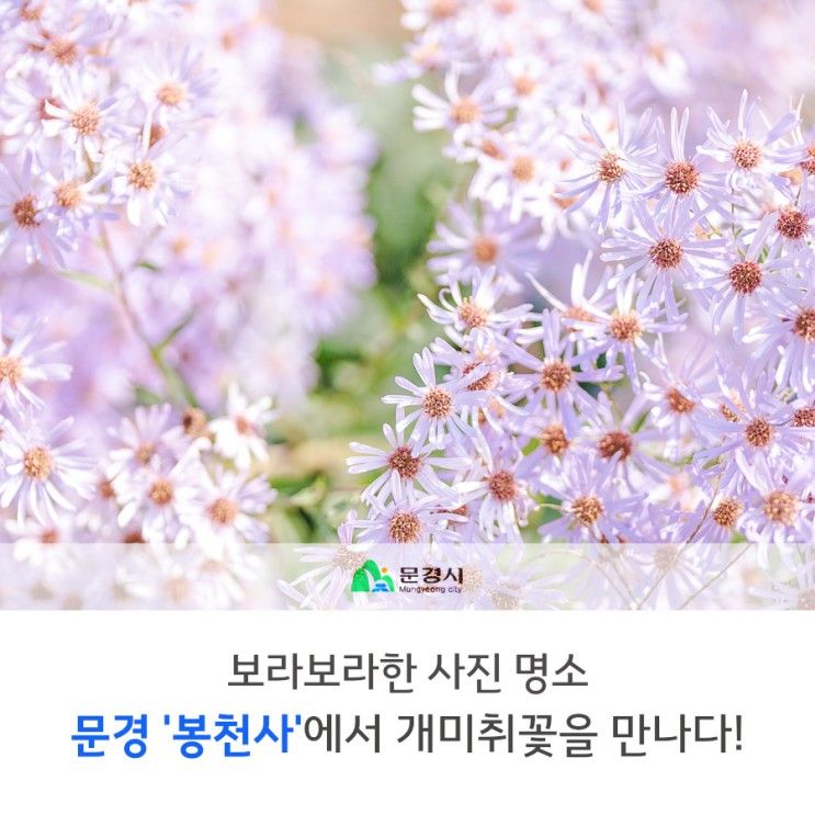 보라보라한 문경 사진 명소 '봉천사'~개미취꽃을 만나다!