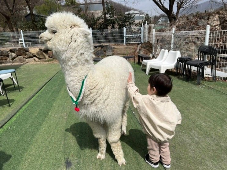 남양주 아이랑 가볼만한곳, 카페 옴뇸뇸: 알파카 만날 수 있는 곳