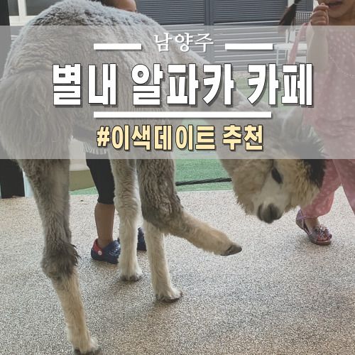 [남양주 이색데이트] 별내 알파카 카페 ‘옴뇸뇸’