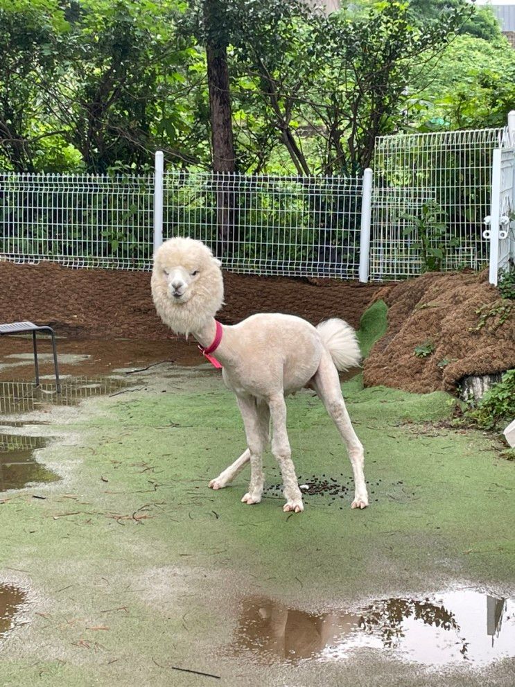 [남양주] 카페 옴뇸뇸 (내돈내산)