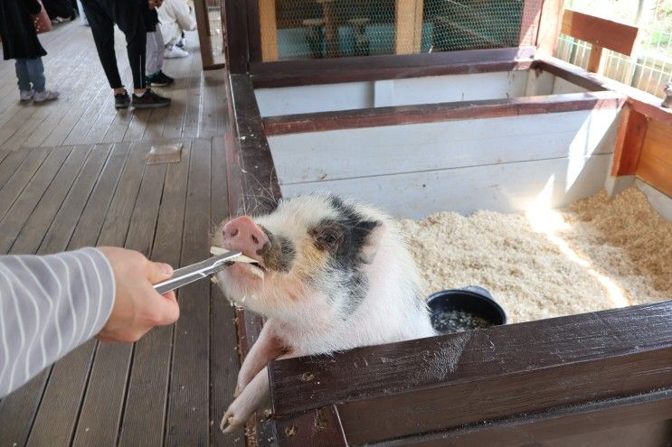 귀여운 동물들을 만나러 가요, 경기도 화성 할아버지 동물 농장...