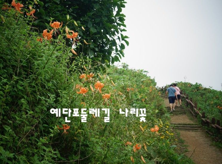 〔인천/영종도〕예단포 둘레길의 참나리꽃 풍경들(feat....