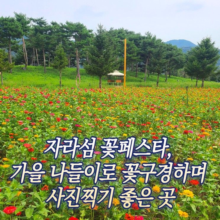 자라섬꽃페스타, 가을 나들이로 꽃구경하며 사진찍기 좋은 곳