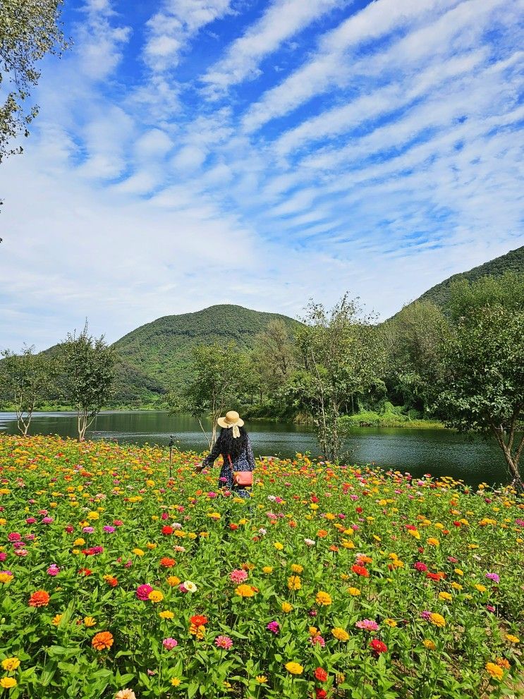 서울 근교  자라섬 꽃축제장 가을여행지로 추천