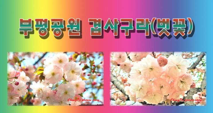 부평공원 왕벚꽃(겹사쿠라)…4월의 여왕꽃 감상