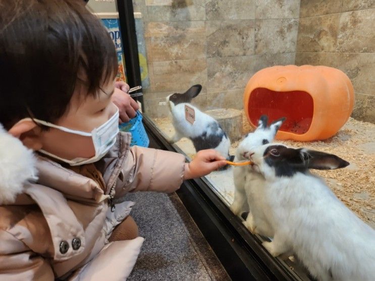 실내동물원 : 방학역 근처 동물과 교감 체험 가능한 헬로애니멀