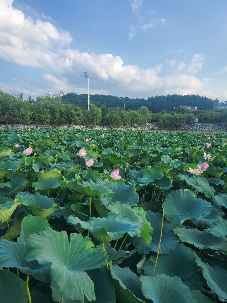 [블로그 챌린지] 6. 경산 남매지 산책