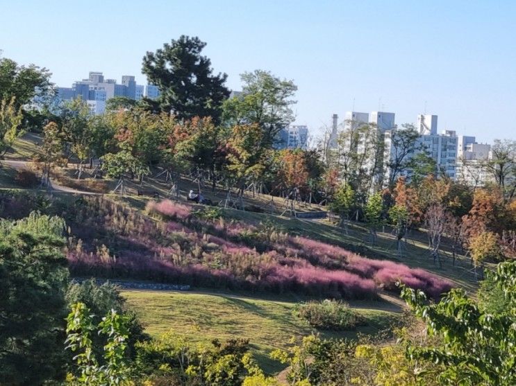 경산 남매지 앞 핑크뮬리, 자연마당 다녀왔어요