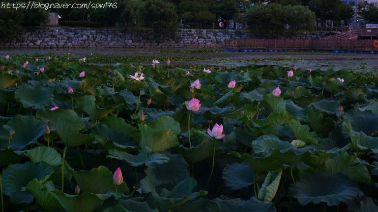 경산 남매지 연꽃 개화시기 구경하고 옴