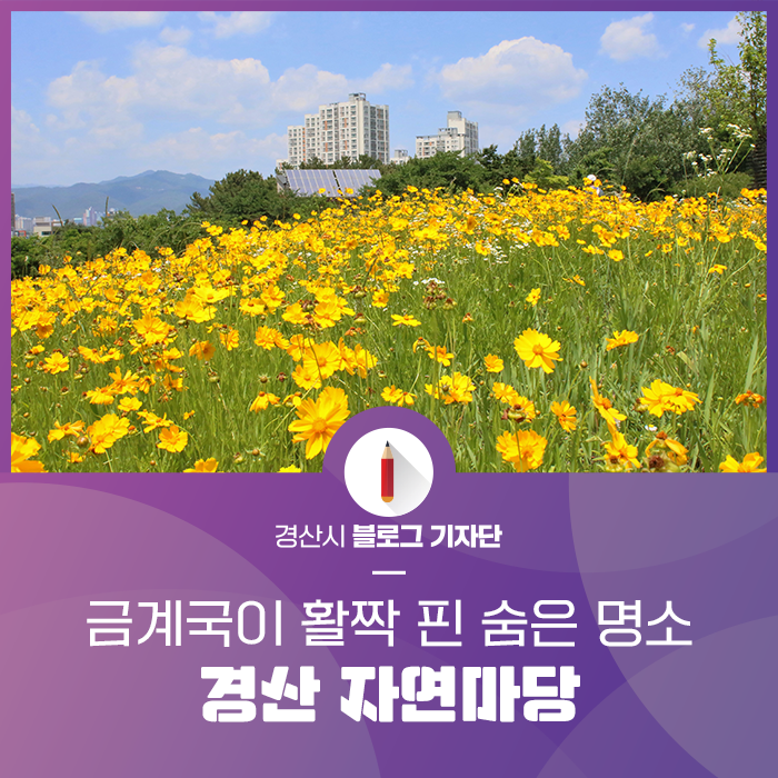 금계국이 활짝 핀 경산 숨은 명소, 경산 자연마당