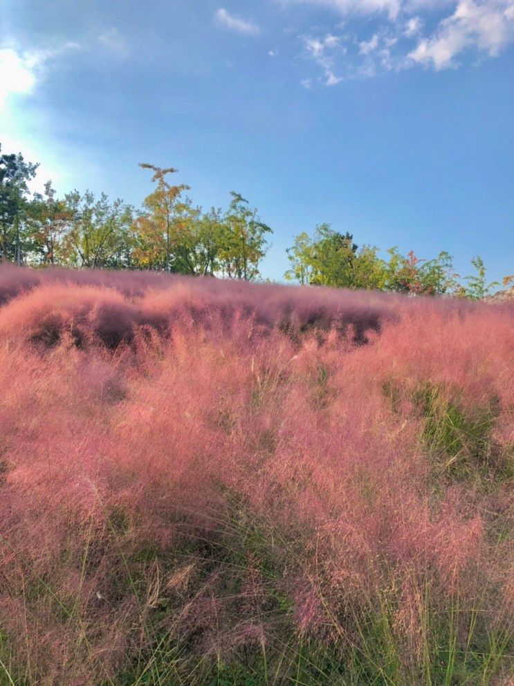 경산자연마당 핑크뮬리 구경