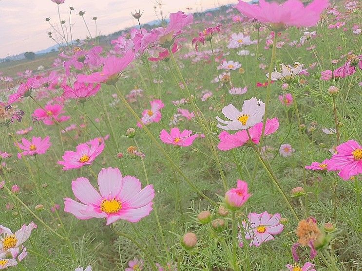 경산 가족 나들이 추천장소 가을 핑크뮬리(경산자연마당)와...