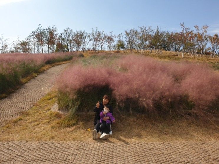 경산 아이랑 가볼만한 곳 자연마당 : 억새밭과 핑크뮬리까지...