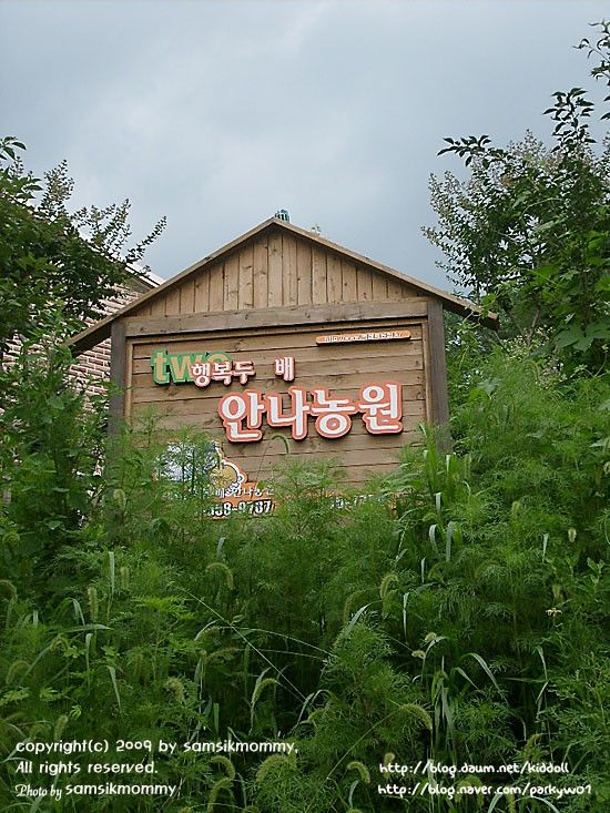 2탄) 남양주 농산물 체험 - 안나농원에서 블루베리 수확과...