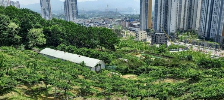 경기도 남양주시 농촌교육농장, 행복한 배나무 체험 '안나농원'