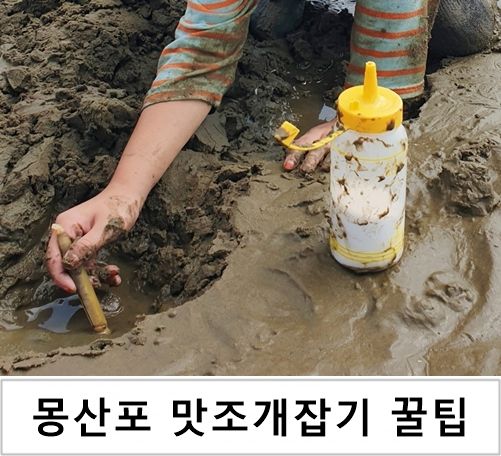 몽산포해수욕장에서 갯벌체험 맛조개잡기 꿀팁 알고 가세요