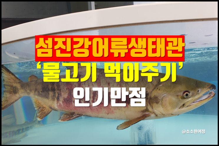 전남 구례 섬진강어류생태관 물고기 먹이주기 2시간 순삭 가능